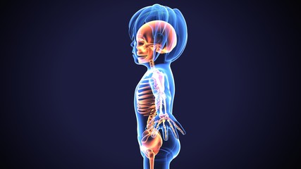 3d illustration of human body skeleton anatomy
