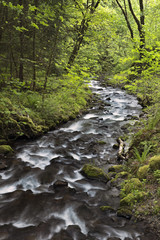 Fototapeta na wymiar Waterfalls flowing through ancient forest in the Pacific Northwest
