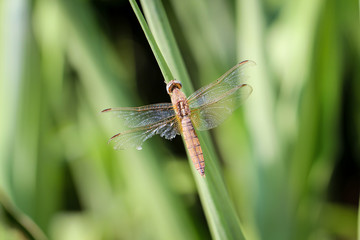 Libelle an einer Pflanze 