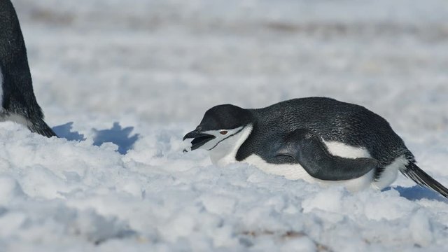 Z&uuml;gelpinguin isst Schnee
