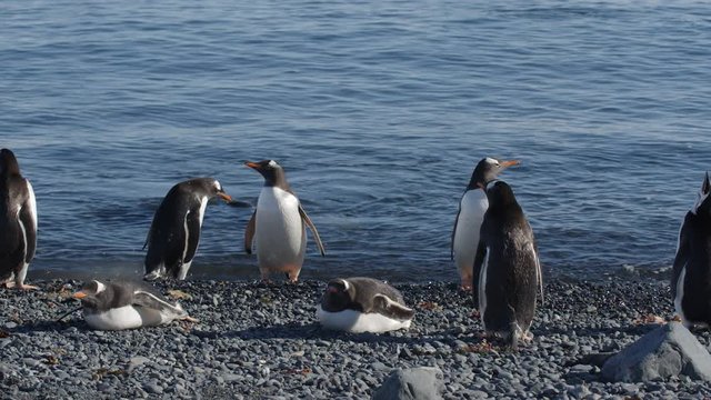 Gruppe Pinguine an Strand
