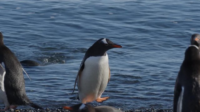 Pinguin kommt aus Wasser an Land