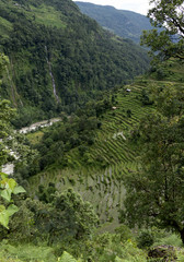 Fototapeta premium rice fields nepal