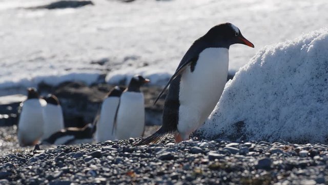 Pinguin von der Seite an Strand
