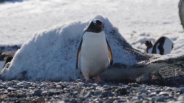 Eselspinguin l&auml;uft an Strand