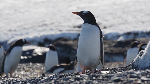 Eselspinguin l&auml;uft an Strand