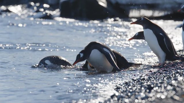 Eselspinguine springen ins Wasser