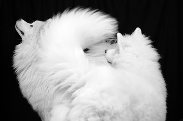 two fluffy Samoyed dogs / two Samoyed dog in a black background; the Samoyed is a breed of large...
