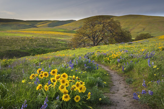 path lined with wildflowers in the hills of Washington state