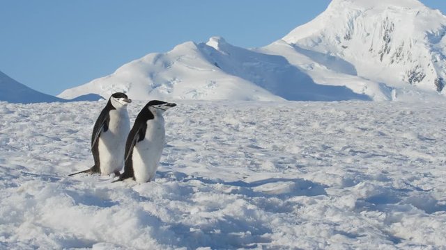 Zwei Pinguine laufen auf Eis