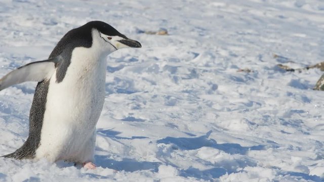 Z&uuml;gelpinguin Nahaufnahme beim Laufen
