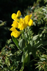 Aconite tue Loup