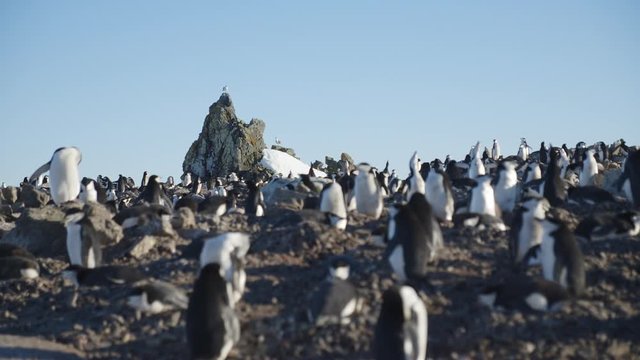 M&ouml;wen beobachten Pinguine