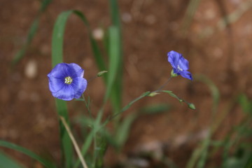 Fleurs de Montagne  © stephane