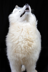 two fluffy Samoyed dogs / two Samoyed dog in a black background; the Samoyed is a breed of large herding dog, from the spitz group, with a thick, white, double-layer coat.