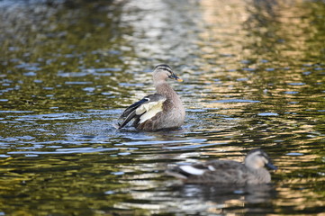 鴨水遊び