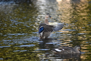 鴨水遊び