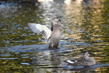 鴨水遊び