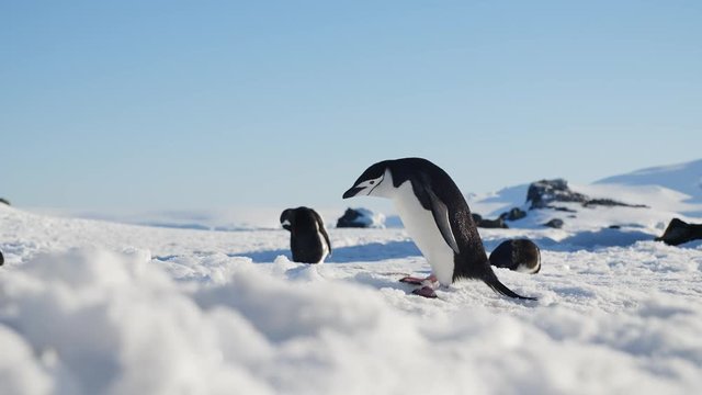 Pinguin l&auml;uft durch Eis in der Antarktis