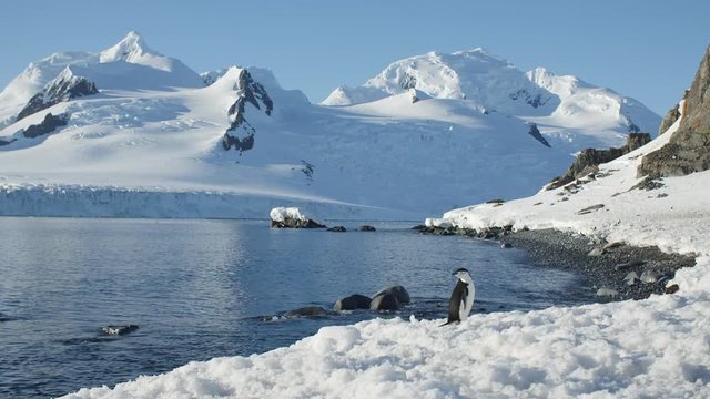 Antarktis Landschaft mit Pinguin
