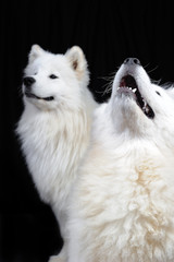 two fluffy Samoyed dogs / two Samoyed dog in a black background; the Samoyed is a breed of large herding dog, from the spitz group, with a thick, white, double-layer coat.