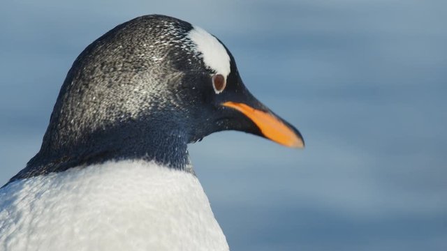 Nahaufnahme Z&uuml;gelpinguin
