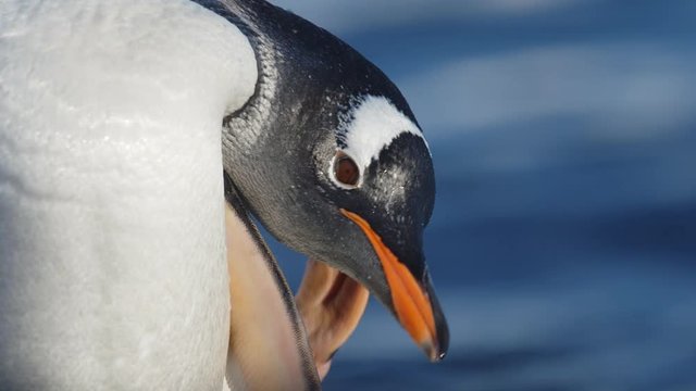 Pinguin kratzt sich am Kopf