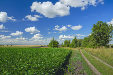 Fototapeta na wymiar Sunny summer landscape with ground country road,green soy field and beautiful clouds in blue sky.