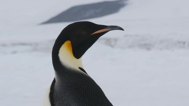 Kaiserpinguin Nahaufnahme von hinten