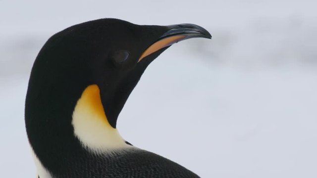 Kaiserpinguin schaut &uuml;ber Schulter