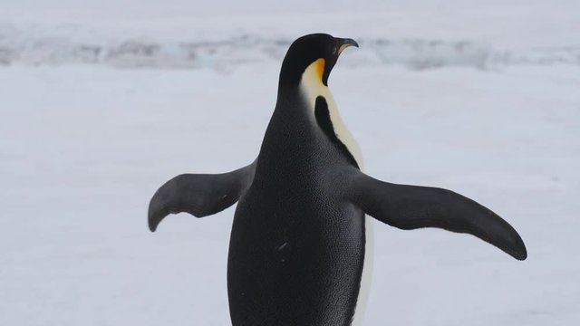 Kaiserpinguin schl&auml;gt mit Fl&uuml;geln
