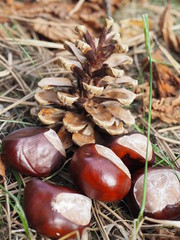 Pinecone and fresh chestnuts layed on dry leaves, autumn foliage