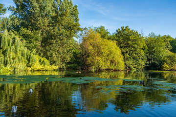 View of St James's Park in  London with seagulls swimming in the pond.