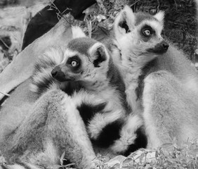 Lemurs in a Huddle Together