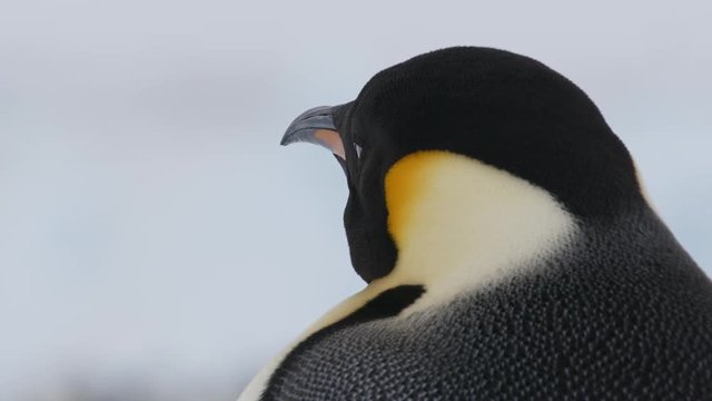 Kaiserpinguin von hinten