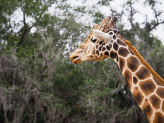 Giraffe Walking among Trees