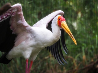 Yellow-Billed Stork with Wings Spread