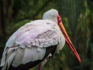 Yellow-Billed Stork Close-up