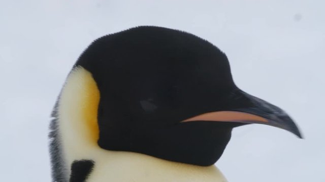 Kaiserpinguin sch&uuml;ttelt Kopf