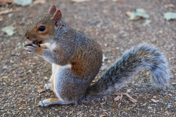 Squirrel eating at St James's Park in London, United Kingdom