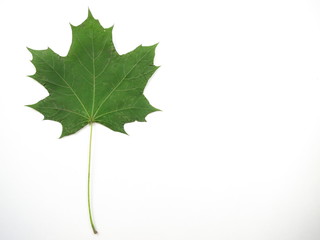 Isolated old maple green leaf autumn on white background