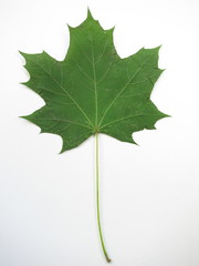 Isolated old maple green leaf autumn on white background