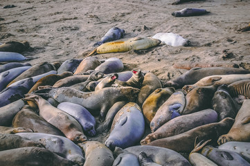 Seals on a California beach