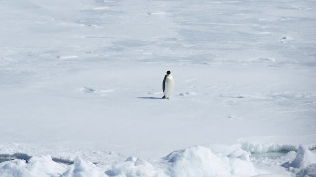 Kaiserpinguin l&auml;uft auf Eisscholle