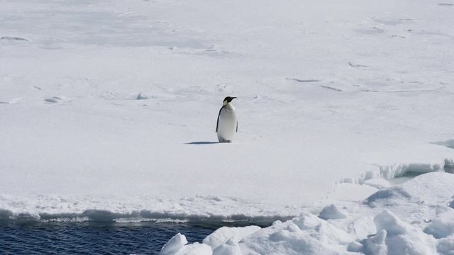 Pinguin in l&auml;uft auf Eisscholle in Antarktis
