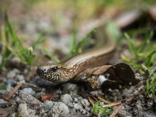 Wegekreuzer