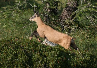 Chamois