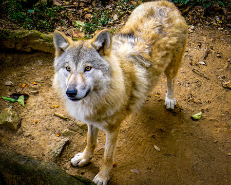 Himalayan wolf, a subspecies of the gray wolf, that lives in the Indian regions of Jammu, Kashmir as well as Nepal and the Himalayas