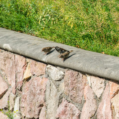 Three funny birds. Three sparrows sitting on the parapet on a sunny summer day.