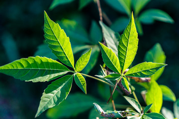 green leaves of a tree
